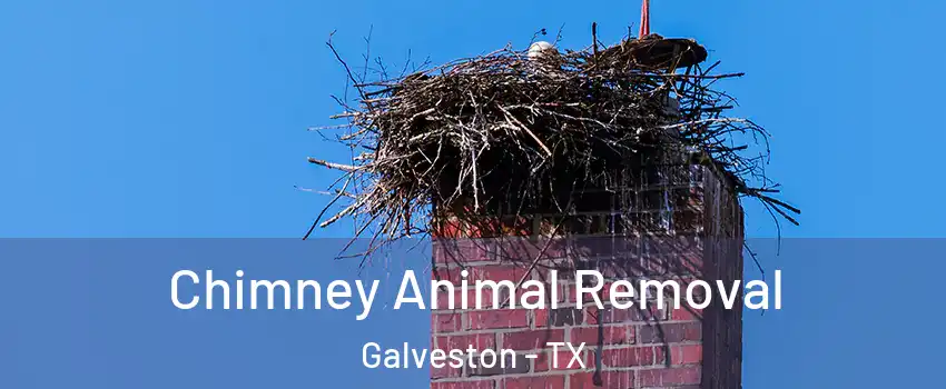  Chimney Animal Removal Galveston - TX