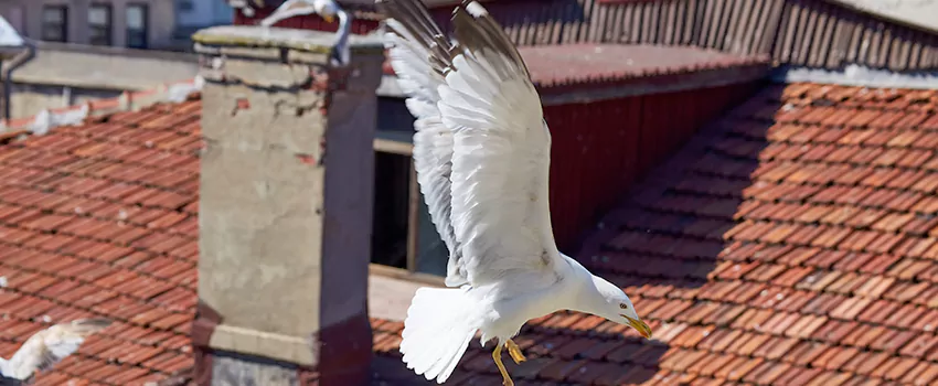 Residential Chimney Animal Removal Solution in Galveston, TX